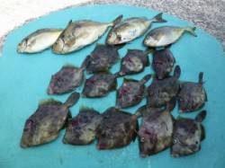 ヒラバエにて胴突でカワハギ・アイゴの釣果