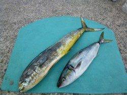 沖一文字内向き　のませでハマチ・シイラ