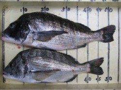 宮崎沖カセで年なしチヌ　大きなチヌには大き目の丸貝えさで