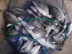 宮崎沖カセで年なしチヌ　大きなチヌには大き目の丸貝えさで