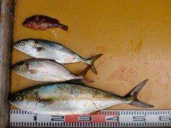 白子、茶釜でのジギングでヒラマサ、ハマチ(^_^)/