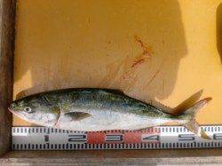 白子、茶釜でのジギングでヒラマサ、ハマチ(^_^)/