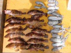 三尾の磯・めぼおしにてアコウ・ガシラと新子アオリイカ