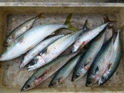 沖一文字で青物の気配　内向きでハマチ・ゴマサバ・マルアジ