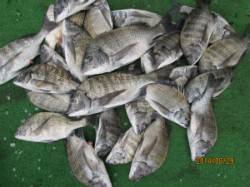 田井の筏でチヌ釣り　30～43cm	8枚他…