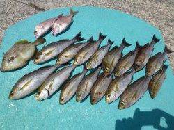 ヒラバエでかご釣り　イサギ好釣！