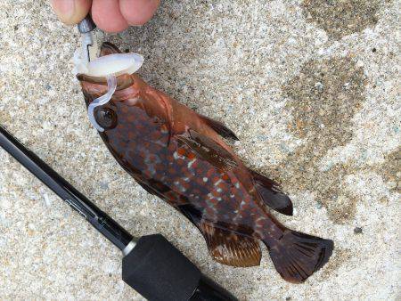 三本松鼻周辺にてワームでロックフィッシュゲ…