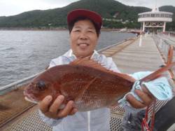 須磨海づり公園でマダイ！ウキ流し釣りでの釣…