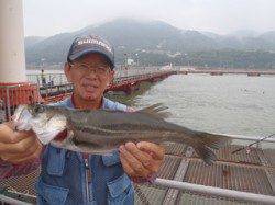 シラサの落とし込みでハネの釣果　須磨海づり公園