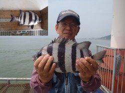 須磨海づり公園でイシダイ31cmをキャッチ！