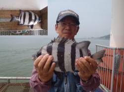 須磨海づり公園でイシダイ31cmをキャッチ…