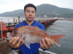 須磨海づり公園　ウキ流し釣りでマダイ37c…