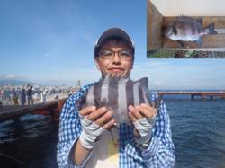 落とし込みでイシダイ33cm　須磨海づり公…