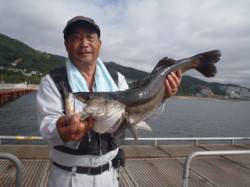 本日もノマセで好釣果〜須磨海づり公園でスズ…