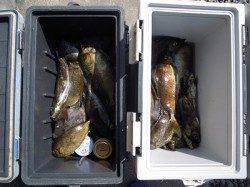 湯浅の磯　酒カスをエサにアイゴ20匹