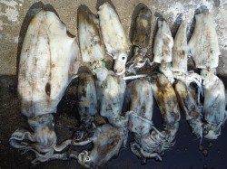 湯浅の磯でのエギング　アオリイカ新子〜胴長26cmまでを14ハイ