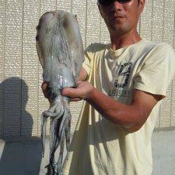 湯浅の磯でのエギング　アオリイカ新子〜胴長26cmまでを14ハイ