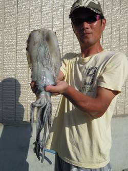 湯浅の磯でのエギング　アオリイカ新子〜胴長…