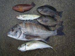 湯浅の磯で良型チヌ・アジ・グレ　少年フカセ師の釣果です