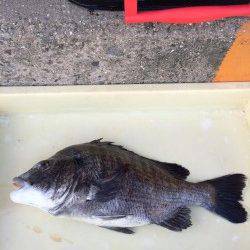 マリーナシティ海釣り公園　自己記録更新サイズのチヌゲット