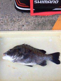 マリーナシティ海釣り公園　自己記録更新サイズのチヌゲット