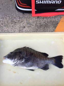 マリーナシティ海釣り公園　自己記録更新サイ…