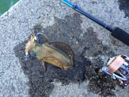 田ノ浦漁港　2.5号エギにアオリイカの新子…