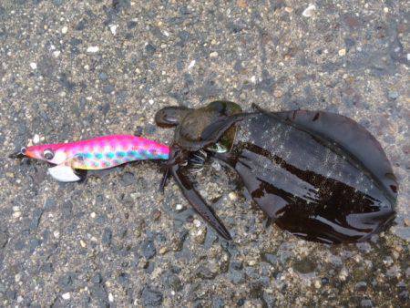 雨が降る中、田ノ浦でエギング　アオリイカ新…