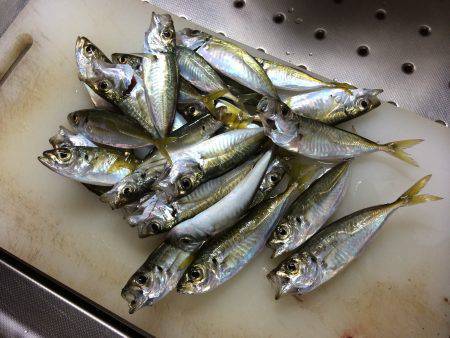 小島にてサビキ釣り、おかず用にアジを釣りま…