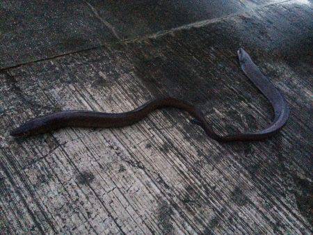 北港で土用の丑のウナギならぬアナゴ釣り