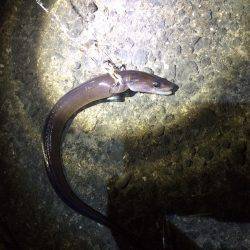 ズボ釣りでアナゴ〜まだ濁り残る城ヶ崎にて夜…