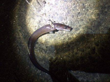 ズボ釣りでアナゴ〜まだ濁り残る城ヶ崎にて夜…