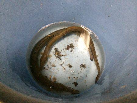 和歌川河口　ぶっこみ釣りでのウナギ狙い釣行…