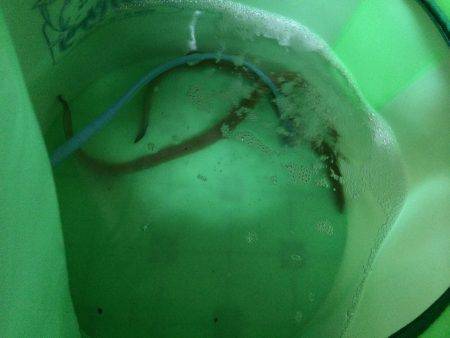 和歌川河口でちょこっとウナギ釣り