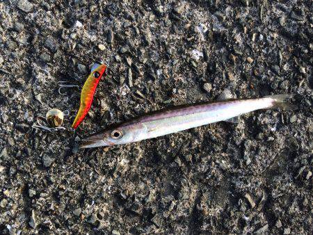 小島へカマスとアジ狙い　小さなシオも反応あ…