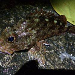 雑賀崎での夜釣り　アオイソメでガシラ、きび…