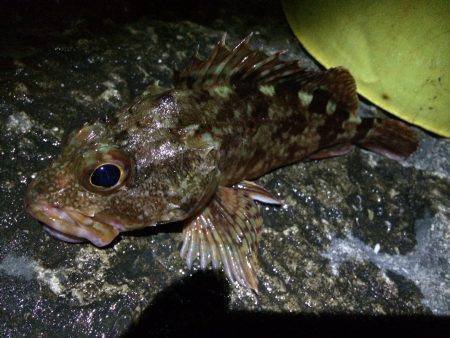 雑賀崎での夜釣り　アオイソメでガシラ、きび…
