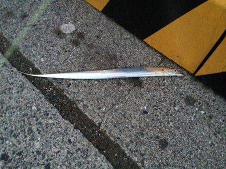 紀ノ川河口にてカマス・タチウオ　釣り人多か…