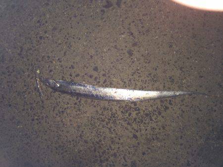 水軒にてタチウオ狙い〜テンヤで釣れました