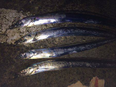 タチウオを狙って北港へ　カウント10前後で…