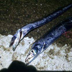 北港でのタチウオ釣りカウント５でヒット　エ…