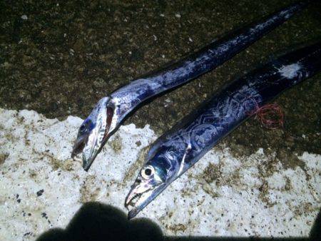 北港でのタチウオ釣りカウント５でヒット　エ…