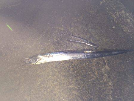 和歌山北港のタチウオ釣り　レンジが深くカウ…