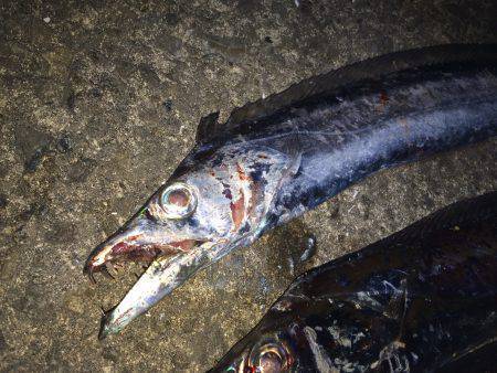 北港タチウオ釣り　テンヤで13本