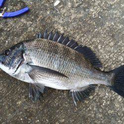 久しぶりに北港でカゴ釣り〜アイゴ・グレ・ウ…