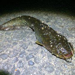 紀ノ川にてウナギ釣り〜ウナギの他キビレ・コ…