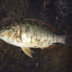 見草周辺の夜釣りで大物狙いのフカセ〜ハマフ…
