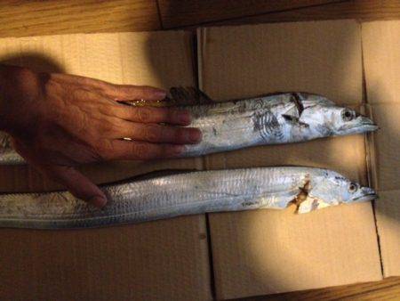 兵庫突堤にてタチウオエサ釣り　夜中はかなり…