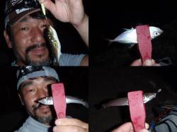 舞洲アジング　アジのほかキスも釣れて楽しめ…