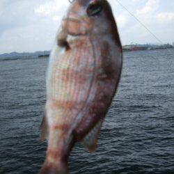 飾磨~広畑にて落とし込みでのチヌ初ゲット!